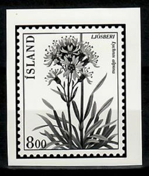 Ensayo fotográfico, flor Islandia Sc568, Lychnis alpina. Foto 1 de 1