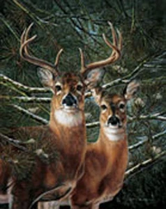Among the Pines by Carolyn Mock Wildlife Deer Buck & Doe Open Edition Print - Picture 1 of 1