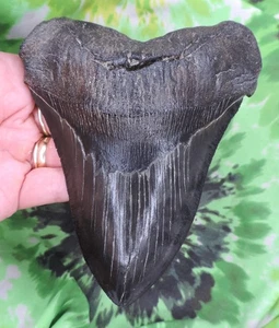 Megalodon Sharks Tooth 5 7/8" inch A++ GRADE NO RESTORATIONS fossil sharks teeth - Picture 1 of 7