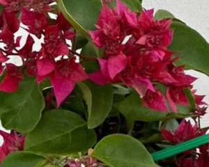 Bougainvillea Red: $35 For 3 Cuttings : Free Postage - Bild 1 von 1