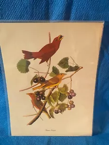 Audubon Summer Tanager stampa a colori 9x12 Loc B - Foto 1 di 5