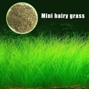 5Bag Plant Seed Fish Tank Aquarium Aquatic Water Grass Decor Foreground Plant - Picture 1 of 13