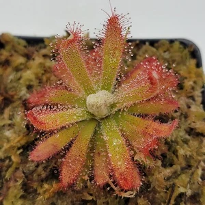 LIVE Carnivorous Drosera graomogolensis Sundew Plant, ~1-1.5” In diameter - Picture 1 of 5