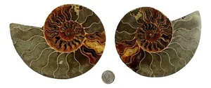 Genuine Ammonite Fossil Pair Split and Polished Display Specimen from Madagascar - Picture 1 of 5