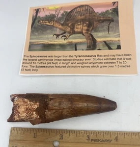 Spinosaurus 4.25” T00TH  Dinosaur F0SSIL before T Rex Cretaceous A415 - Picture 1 of 6
