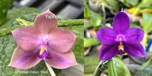 duft Orchidee Phalaenopsis  Mituo Hsien Blue x Yaphon Blue Bird - Bild 1 von 2