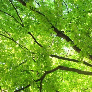 Fagus sylvatica - Hêtre commun - Fayard