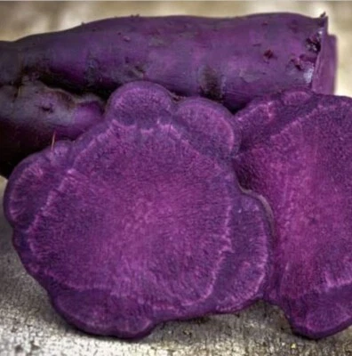 4 rare deep purple flesh & skin sweet potato PLANTS organic, ground or pot - image 1 of 4