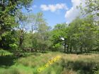 Photo 6x4 Woodland, Cleughearn Auldhouse Damp land which is lightly woode c2012