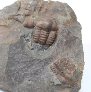 Trilobit, Ellipsocephalus hoffi, Kambrium, Jince, Tschechische Republik -x82 - Bild 1 von 4