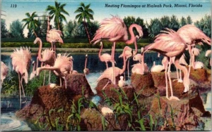 Miami Florida, Flamingos & Nests at Hialeah Park, Vintage Postcard - Picture 1 of 2