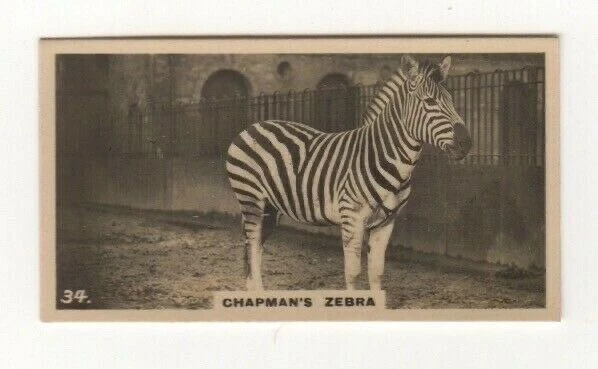 Zoo Animal Cigarette card 1926 #34 Chapman’s Zebra - image 1 of 1