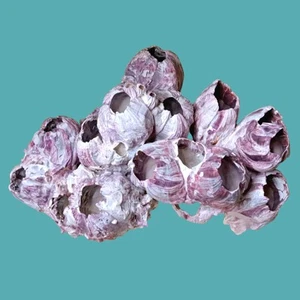 XL 11" Purple Acorn Barnacle Cluster 3.8 lbs w/Lucite Stand Marine Decor - Picture 1 of 10