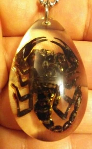 ECHTER SKORPION ANHÄNGER & KETTE - Bild 1 von 4