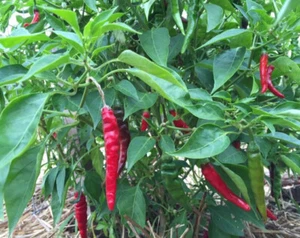 (20) Cayenne Hot Pepper Seeds garden plants - Picture 1 of 1