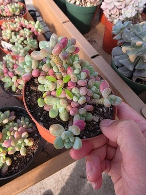 Imported  caviar succulent 1pc - Image 1 of 3