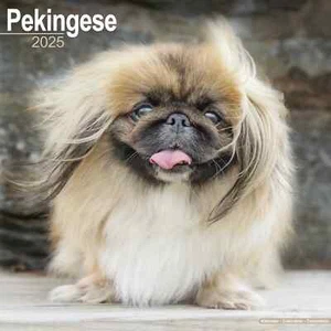 Calendrier 2025 - PEKINOIS - Foto 1 di 2