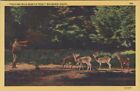 Big Basin Postcard Big Basin, CA Trees, Calling Wild Deer to Feed --Linen Unused