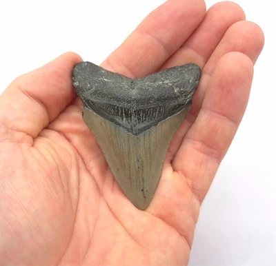 Megalodon Haizahn Fossil USA North Carolina Hai Zahn Fossil Meg Fossilien - Bild 1 von 4
