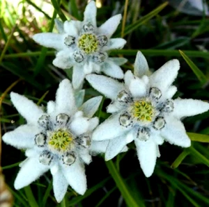 20 graines d' EDELWEISS (Leontopodium Alpinum )G341 SEEDS SAMEN SEMILLAS SEMI - Picture 1 of 1