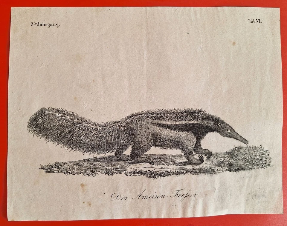 uralter Kupferstich 1830, Ameisenbär, Der Ameisen Fresser, Karlsruher Unterhaltu - Bild 1 von 1