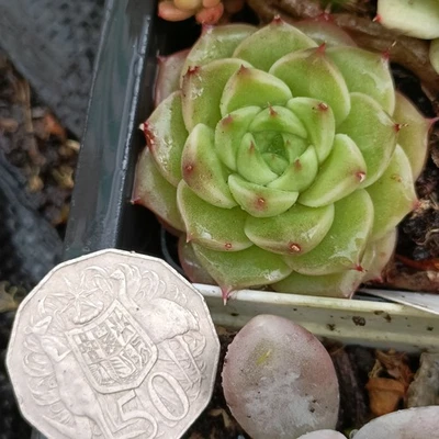 Echeveria Sea Urchin hybrid nice Succulent l plant 25 - Image 1 of 3