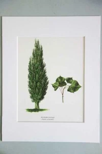 Stampa albero BOTANICA incisione litografia francese vintage opaca - pioppo - Foto 1 di 1
