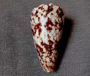Conus Nicobaricus 63 mm F+++/GEM selected DARK pattern , WOW!!! - Picture 1 of 9