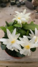 RHIPSALIDOPSIS HATIORA GAERTNERI Easter Cactus White 5cm Stem Cutting Esqueje 