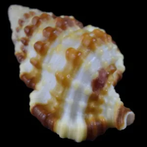 GYRINEUM GYRINUM (Olango Isl., Philippinen) 26,3mm #47335 - Bild 1 von 4
