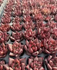 50PCS 3cm Succulent Live Plant Echeveria Agavoides Blood Ebony Random - Picture 1 of 3
