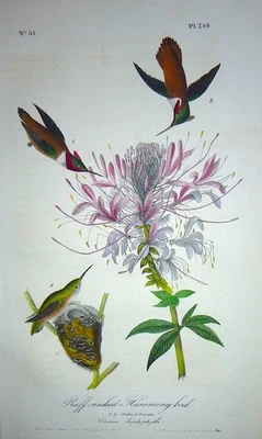 Audubon 1st ed Octavo  RUFF-NECKED HUMMINGBIRD   Birds of America  1840 original - Image 1 of 4