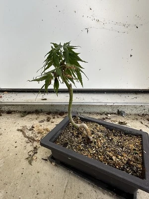 1g Acer palmatum Twisted Trunk Mystic Mikawa Dwarf Japanese maple Bonsai - Image 1 of 3