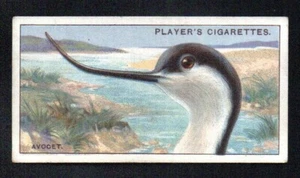 THE AVOCET 1929 JOHN PLAYER CIGARETTES CURIOUS BEAKS #2 VG-EX - Picture 1 of 2