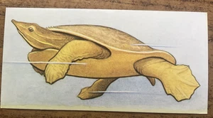 Vintage - 1962 - Gelles Widmer - Reptile CARD 17. Eastern Spiny Softshell Turtle - Picture 1 of 3