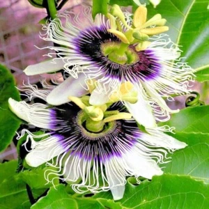 PURPLE PASSION FLOWER VINE SEEDS Granadilla Passiflora edulis Garden Fruit Plant - Picture 1 of 14