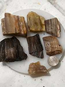 petrified wood 7 pieces - Picture 1 of 1