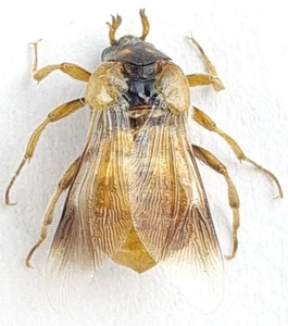 Rhipiphoridae Rhipiphorus sp. Kazakhstan - Picture 1 of 1