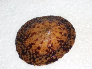 CELLANA TESTUDINARIA AMAZING COLOUR - Imagen 1 de 2