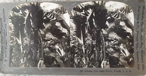 Antique Stereoview BannanaTree Lake Worth Florida Copywrite 1900 Made in U.S.A - Picture 1 of 2