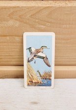 Red Rose Tea Mini Trade Card 2" x 1" Vintage 1962 S4N14 American Widgeon Duck