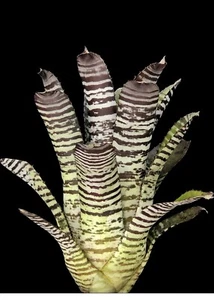 Aechmea Chantinii ‘DeLeon’ 6″ pot - Imagen 1 de 7