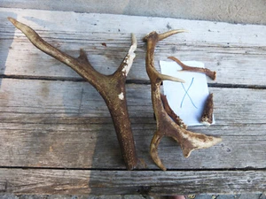Red Deer Fallow Deer + 3 Deer / Antlers / Stag Poles / Decoration / Dog Food X - Picture 1 of 2