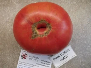 Pink Giant Tomato from Uzbekistan - 5+ seeds - HEIRLOOM from UZBEKISTAN! P 213 - Picture 1 of 1