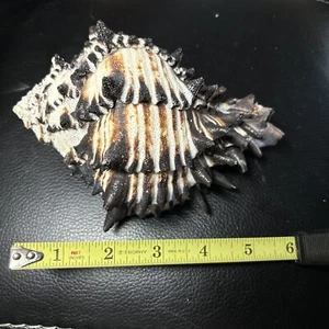 Hexaplex Radix Black Murex Conch Seashell with Spikes 6” length 5” diameter - Picture 1 of 4
