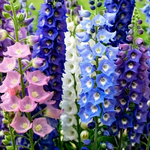 50 Delphinium Seeds Perennial Flower Seed Flowers Perennial "Double Mix" - Picture 1 of 24