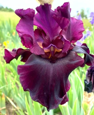 Devil's Playground Bearded Iris Rhizome, Red & PInk Flowering Plant, Root - Image 1 of 4