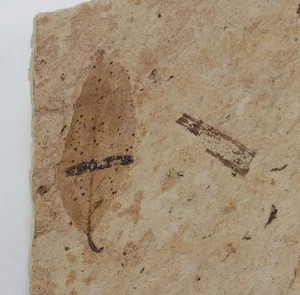 Foglia, Quercus?, Terziario, Miocene, Ribesalbes, Castellón, Spagna -L483 - Foto 1 di 3
