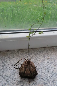 Dioscorea elephantipes Schildkrötenpflanze Durchmesser ca 4 cm - Bild 1 von 7