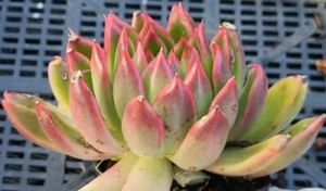 Echeveria Agavoides about 9cm roughly Succulent - Bild 1 von 2